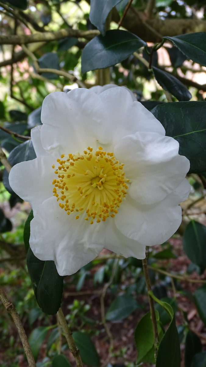 Alba Simplex